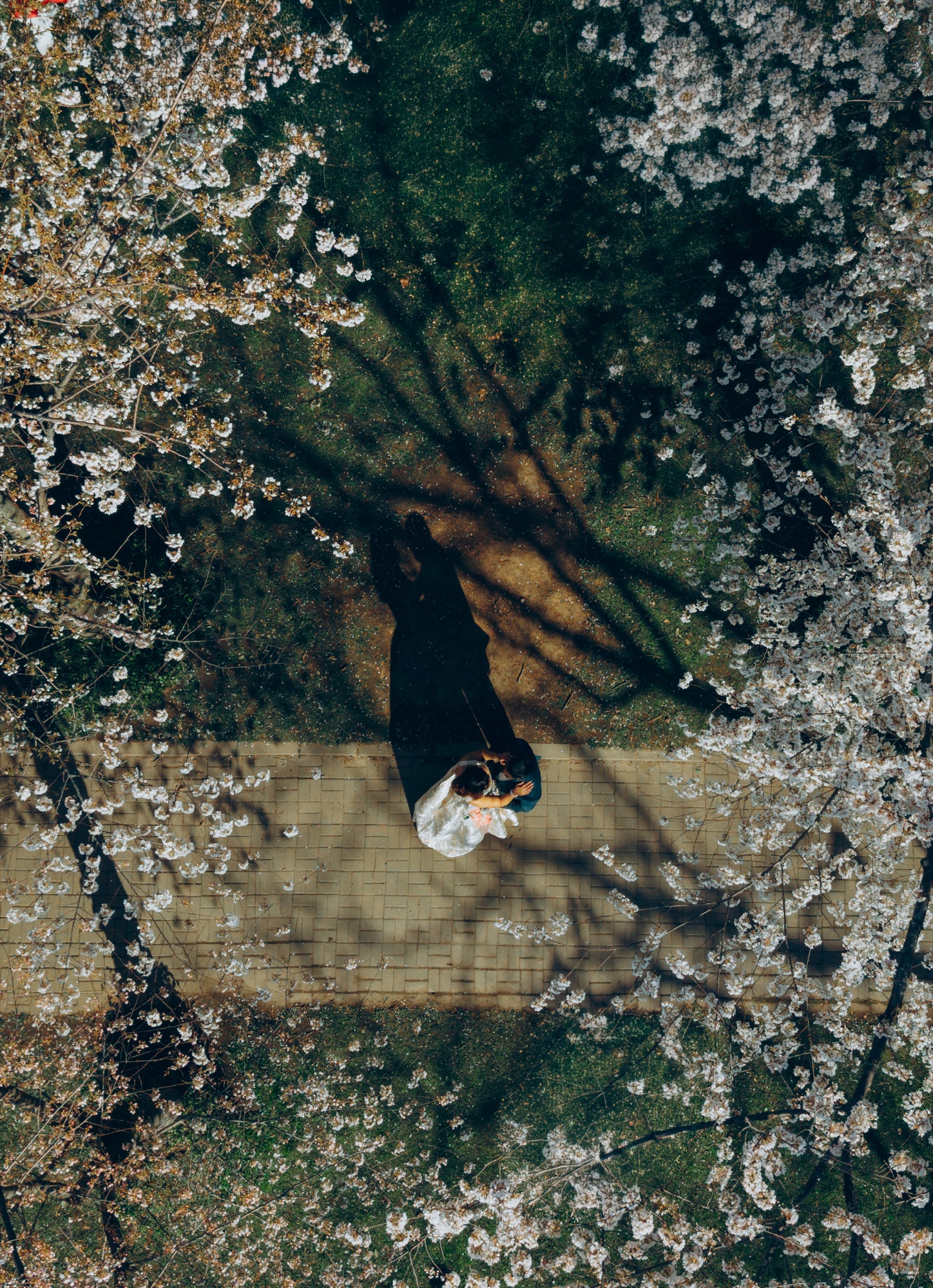 Overhead view of a couple on a cherry blossom path in Toronto, e-shoot styling by Bhoomi Jani Weddings